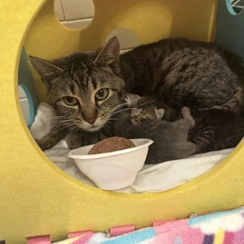An adult medium-sized female Tabby (Brown / Chocolate) Domestic Short Hair cat named Surprise for adoption in Tipp City, OH