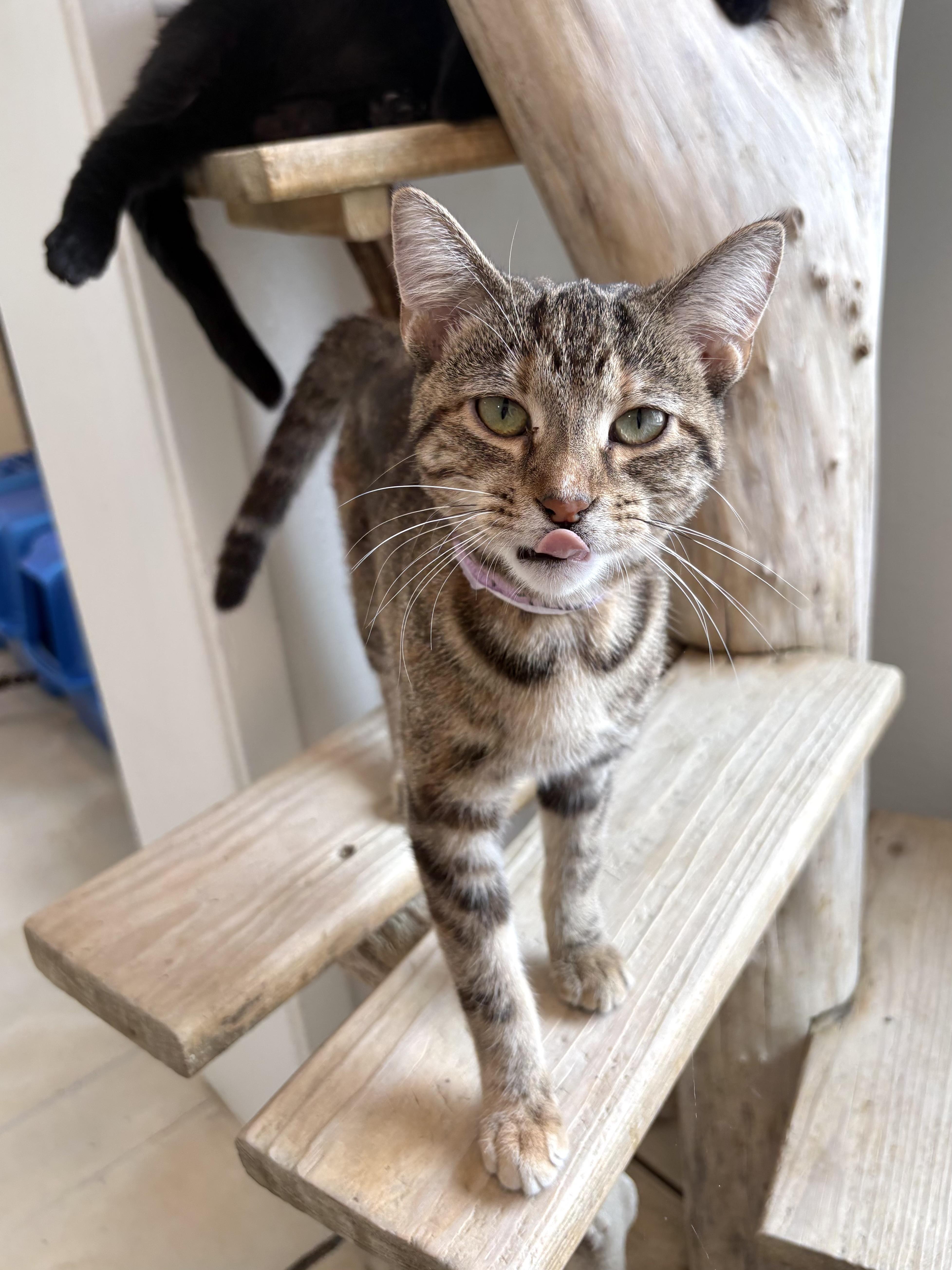 A young medium-sized female Brown / Chocolate Domestic Short Hair cat named Wheat Thin for adoption in Chicago, IL