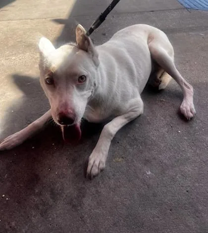 An adult small-sized female White / Cream Mixed Breed dog named Sweetie for adoption in El Paso, TX