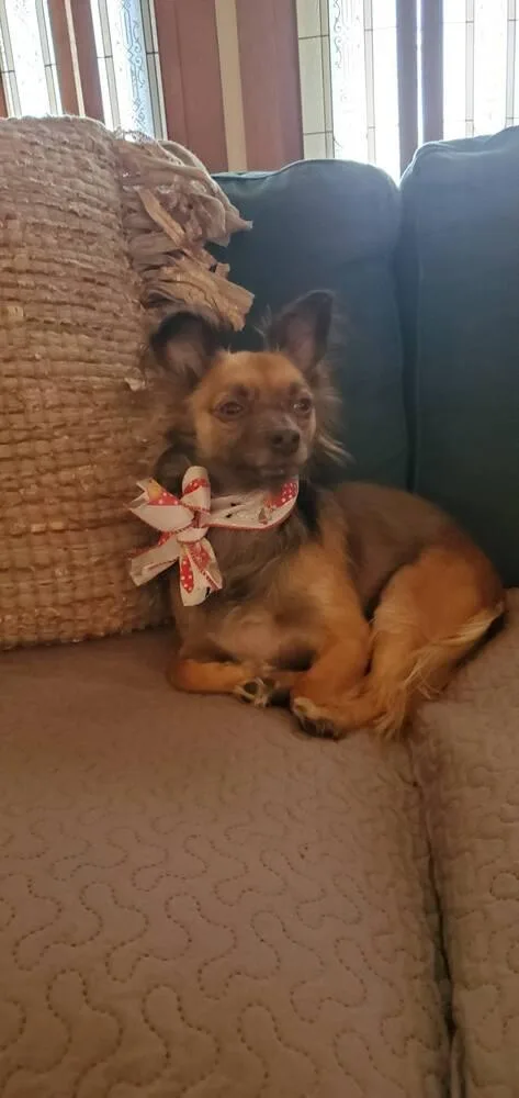 An adult small-sized female Pomeranian dog named Eena for adoption in Breinigsville, PA