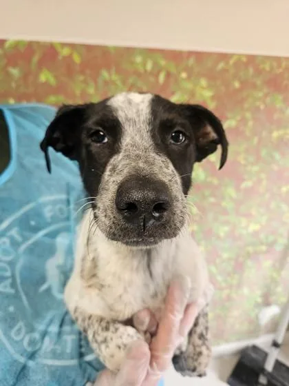 A young small-sized male Shepherd dog named Waverly for adoption in San Antonio, TX