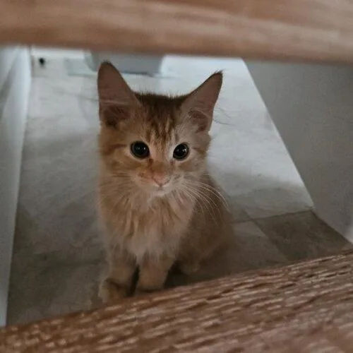 A baby small-sized male Domestic Long Hair cat named Warrick for adoption in Tampa, FL