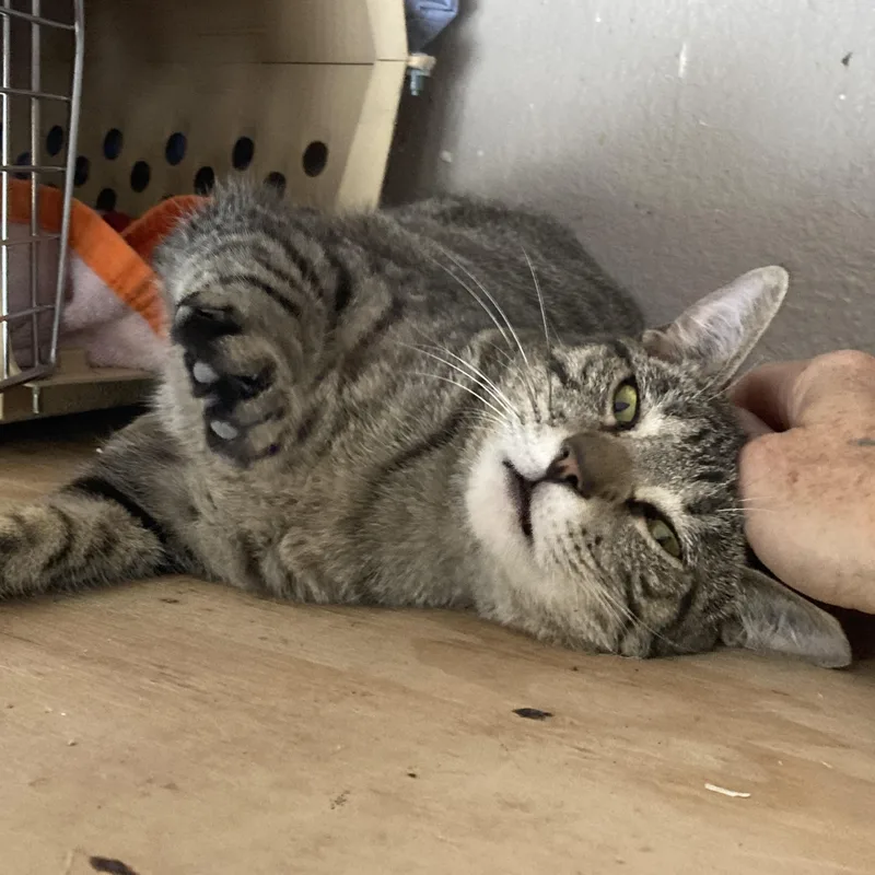 An adult small-sized female Tabby (Brown / Chocolate) Tabby cat named Hayley for adoption in Roswell, NM