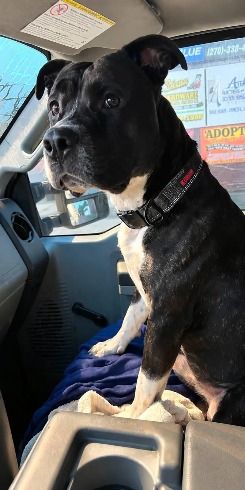 An adult large-sized male Bullmastiff dog named Mack for adoption in Dixon, KY