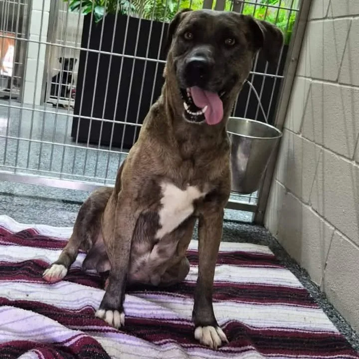An adult large-sized female Brown / Chocolate Catahoula Leopard Dog dog named Wanda for adoption in Buchanan Dam, TX