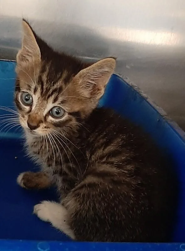 A baby medium-sized male Tabby (Brown / Chocolate) Domestic Short Hair cat named Catrick Swayze for adoption in Georgetown, OH