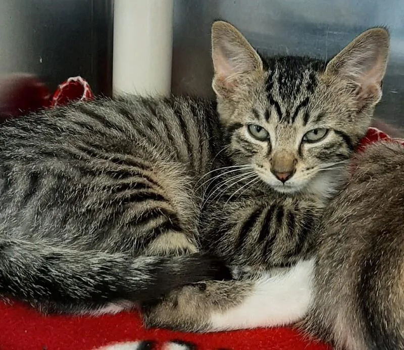 Catrick Swayze thumbnail 2