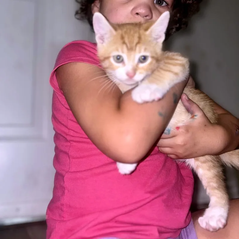 A baby small-sized male Orange / Red Domestic Short Hair cat named Iguana for adoption in Austin, TX