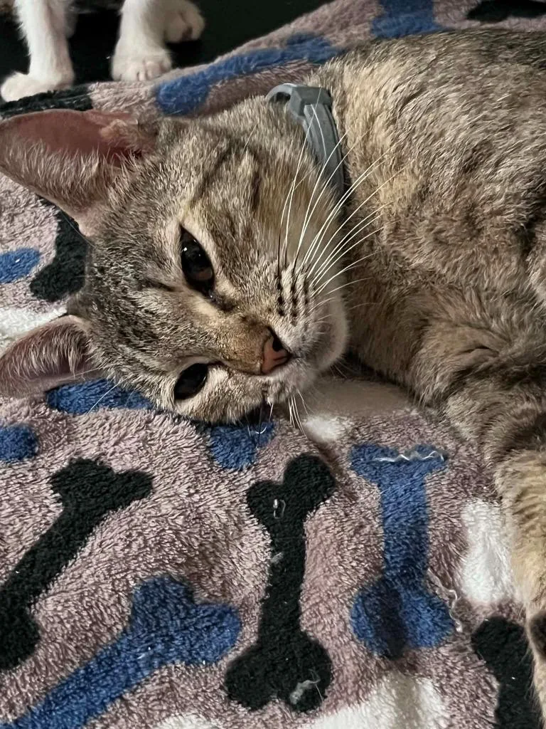 A young medium-sized female Domestic Short Hair cat named Ruthie for adoption in Richland Hills, TX