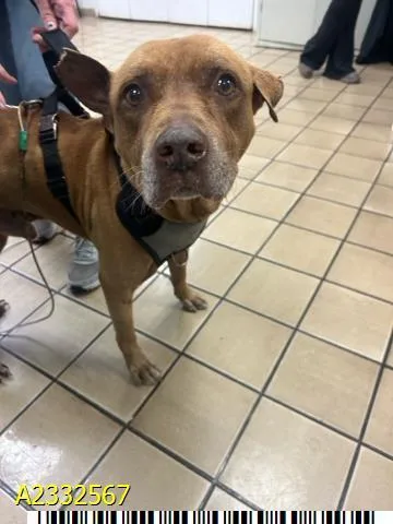 An adult medium-sized male Mixed Breed dog named Evander for adoption in West Palm Beach, FL