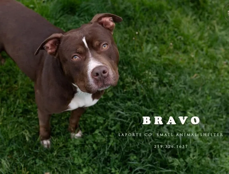 Bravo