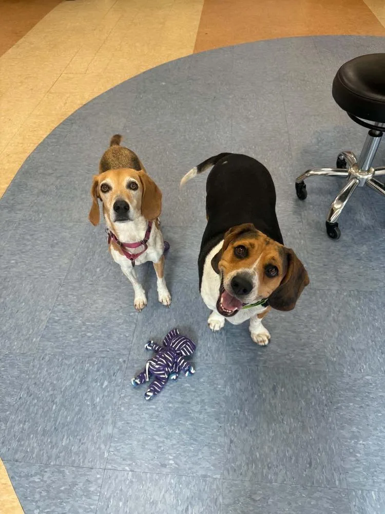 An adult medium-sized female Tricolor (Brown, Black, & White) Beagle dog named Lilly and Molly for adoption in Leverett, MA