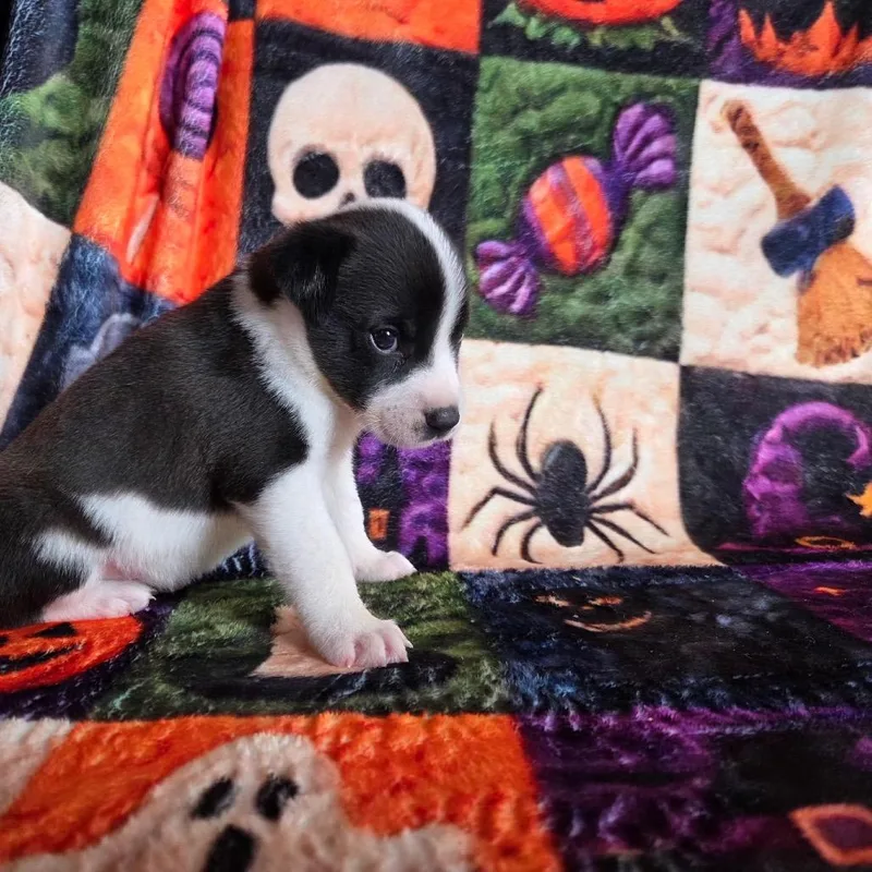A baby small-sized female Black Terrier dog named Shadow for adoption in Phoenix, AZ
