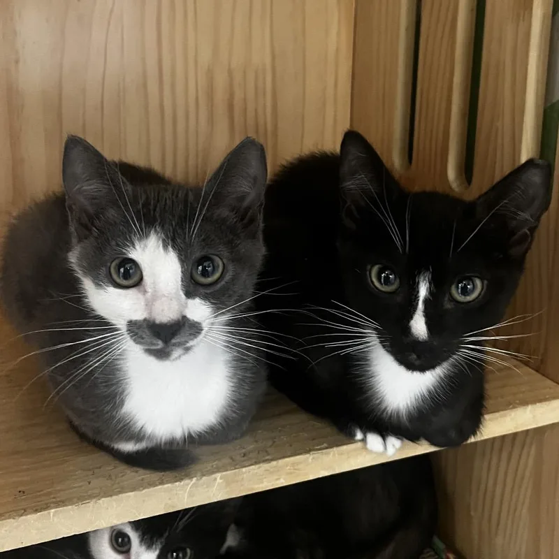 A baby small-sized male Black Domestic Short Hair cat named Count Chocula for adoption in Yucca Valley, CA