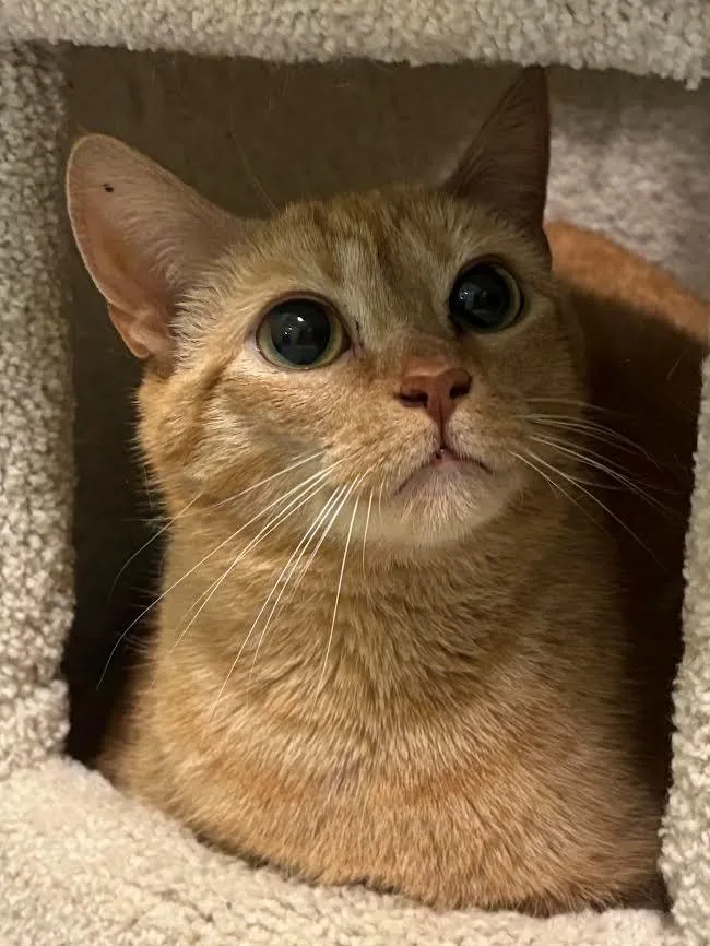 A young medium-sized female Domestic Short Hair cat named Ruby for adoption in Rutherfordton, NC