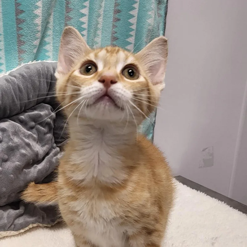 A baby small-sized female Orange / Red American Shorthair cat named Dreamsicle for adoption in Fort Wayne, IN