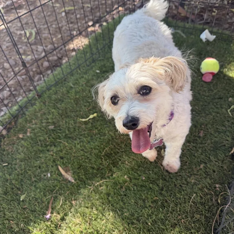 Daisy thumbnail 5