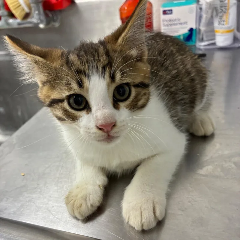 A baby small-sized male Gray / Blue / Silver Domestic Short Hair cat named Willie for adoption in Birmingham, AL