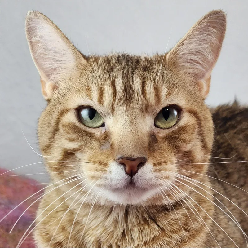 Sweet Willie thumbnail 3