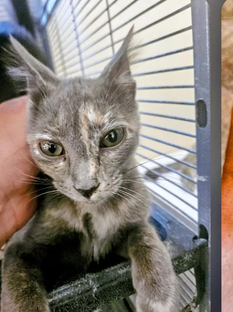 A baby small-sized female Gray / Blue / Silver Domestic Short Hair cat named Dolly for adoption in Thatcher, AZ