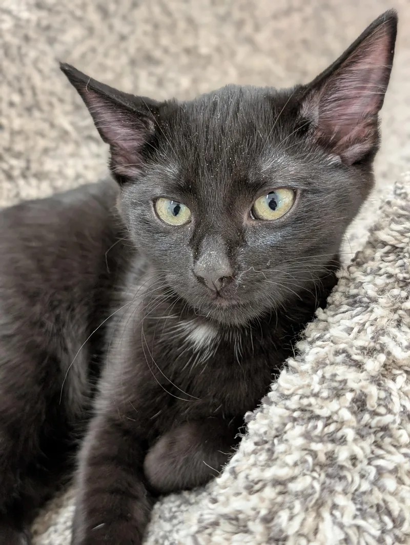 A baby medium-sized male Black Domestic Short Hair cat named Bel Air for adoption in Tilton, IL