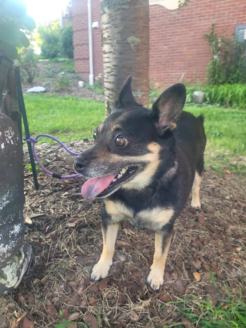 An adult small-sized female Bicolor Corgi dog named Roxie  D for adoption in Frankfort, KY