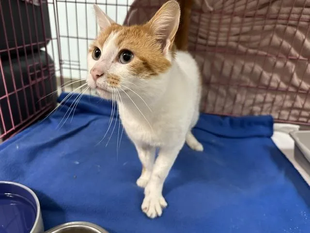 An adult medium-sized male Domestic Short Hair cat named Winston for adoption in McKinleyville, CA