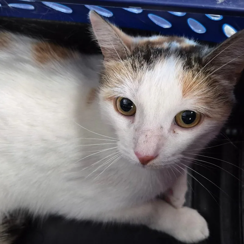 An adult medium-sized female Calico Domestic Short Hair cat named Rainbow for adoption in Cleveland, MS