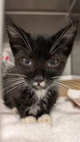 A baby small-sized female Domestic Short Hair cat named Kermit for adoption in San Martin, CA