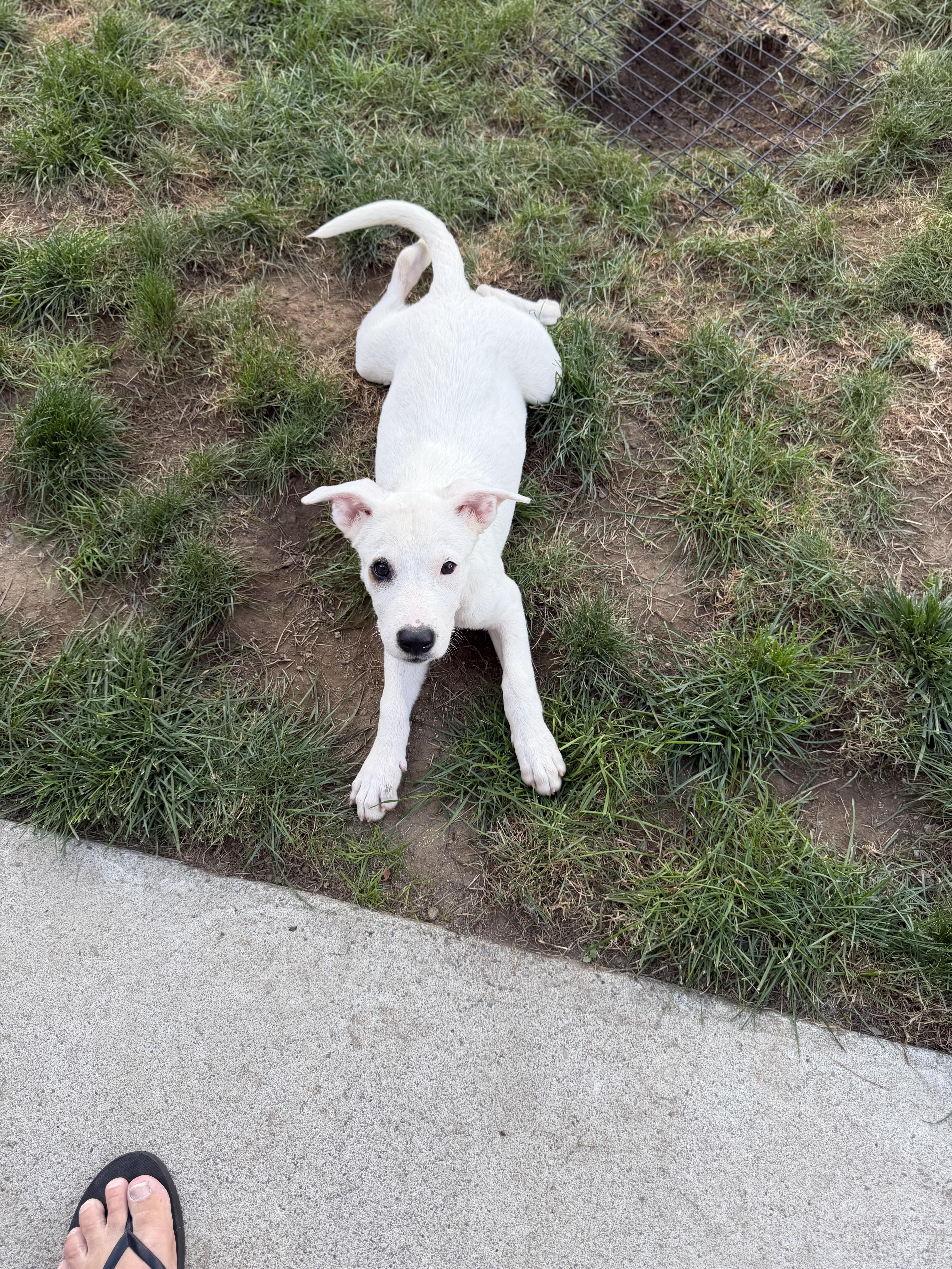 A baby medium-sized female White / Cream German Shepherd Dog dog named Jazzy for adoption in West Haven, CT