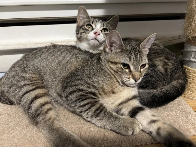 A baby medium-sized female Domestic Short Hair cat named Michelle for adoption in Naugatuck, CT