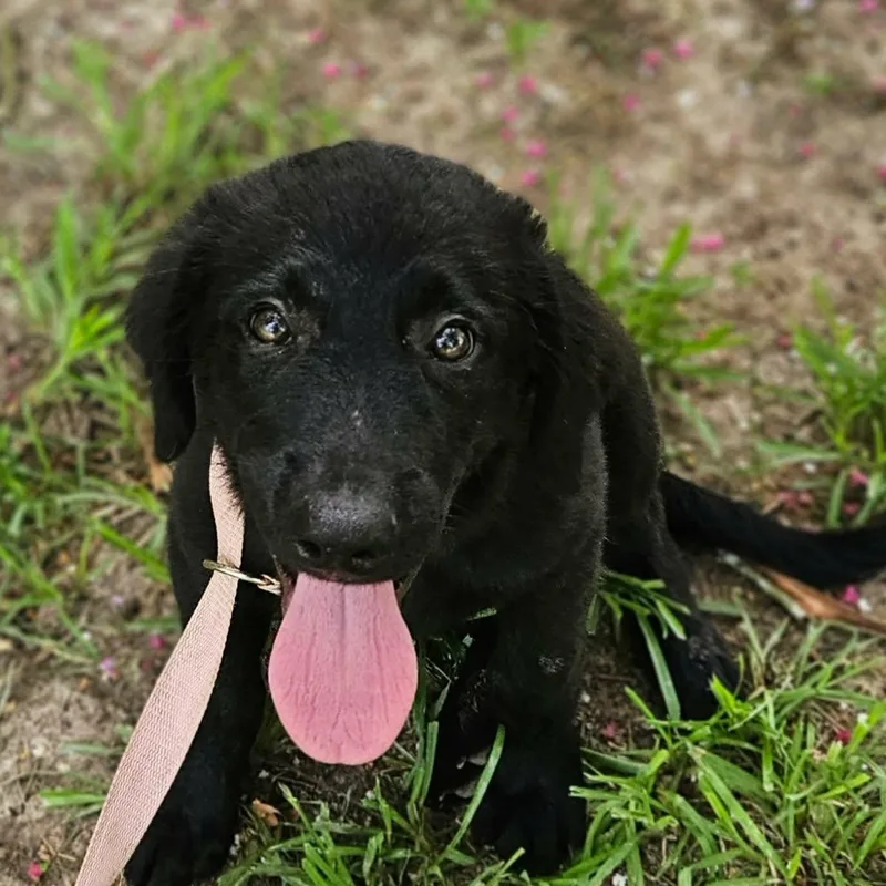 A baby medium-sized male Black Labrador Retriever dog named McCoy for adoption in Bethpage, NY