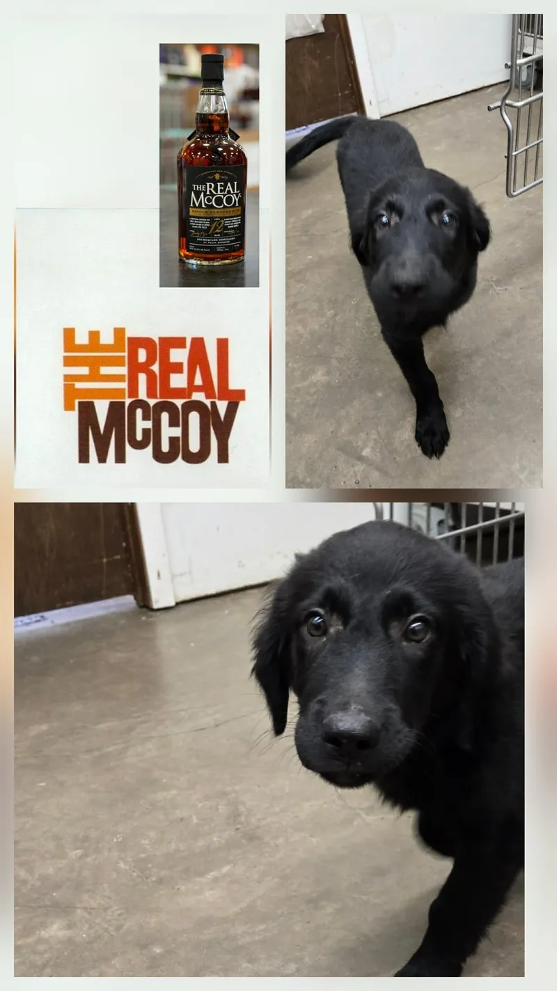 McCoy thumbnail 4