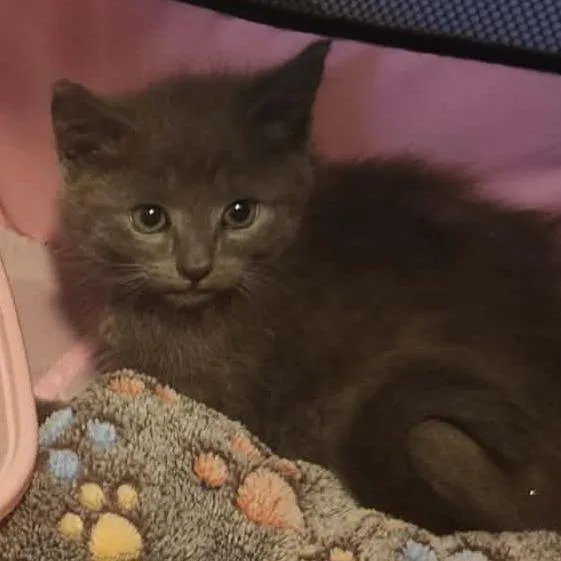 A baby small-sized female Gray / Blue / Silver Domestic Short Hair cat named Ihop for adoption in Ridgely, MD