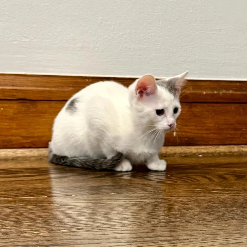 A baby medium-sized female White Domestic Short Hair cat named Nova for adoption in Chicago, IL