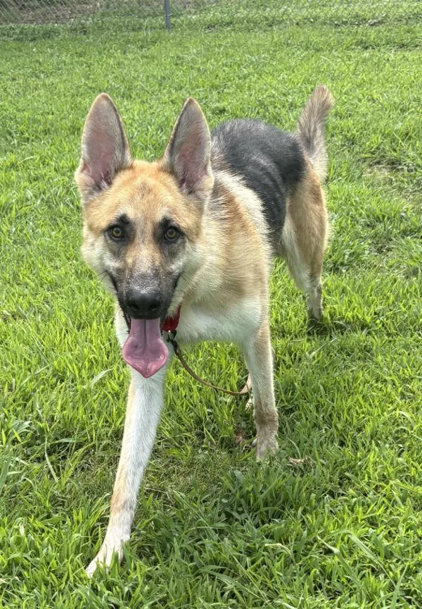 An adult large-sized male German Shepherd Dog dog named Niklaus for adoption in Virginia Beach, VA