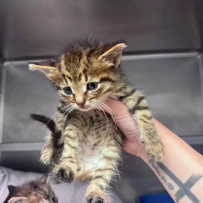 A baby small-sized male Brown / Chocolate Domestic Short Hair cat named Sandburr for adoption in South Haven, MI
