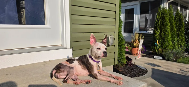 A young small-sized female White / Cream Boston Terrier dog named Georgie for adoption in Cleveland, OH