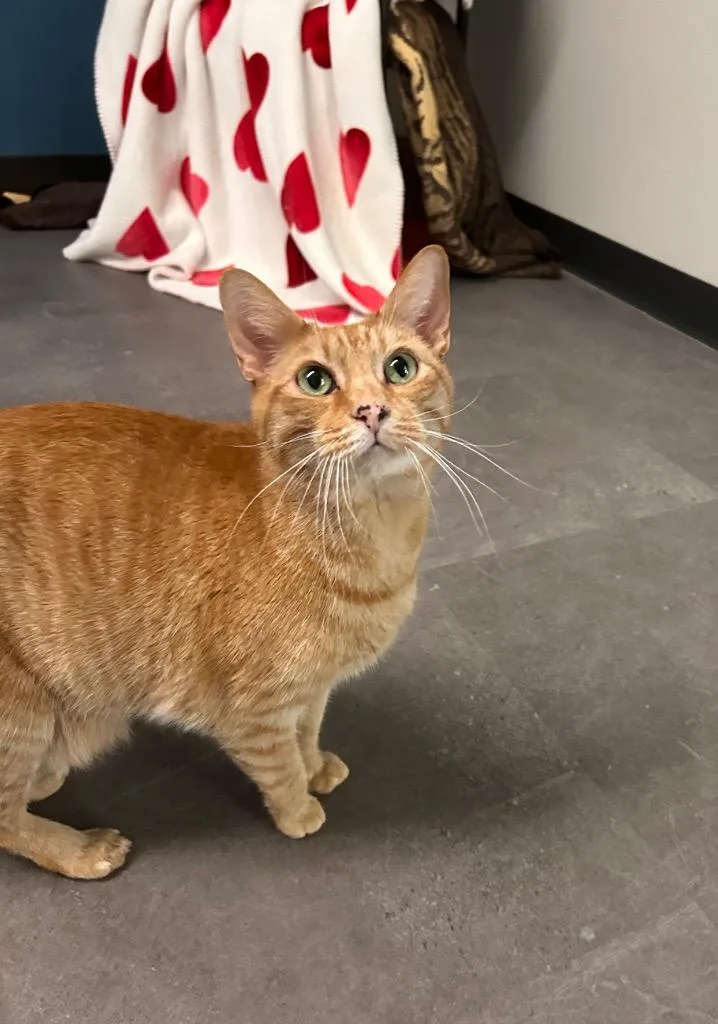 A senior medium-sized male Domestic Short Hair cat named Raff for adoption in Minot, ND