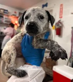 A baby medium-sized female Mixed Breed dog named Chloe for adoption in West Chester, PA