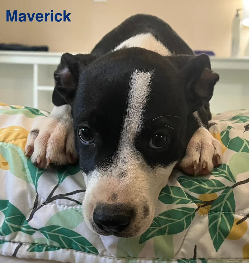 A young medium-sized male Border Collie dog named Maverick for adoption in Texarkana, TX