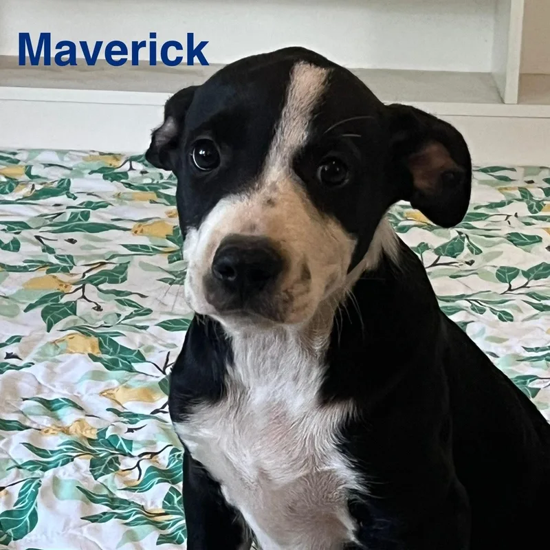 Maverick thumbnail 3