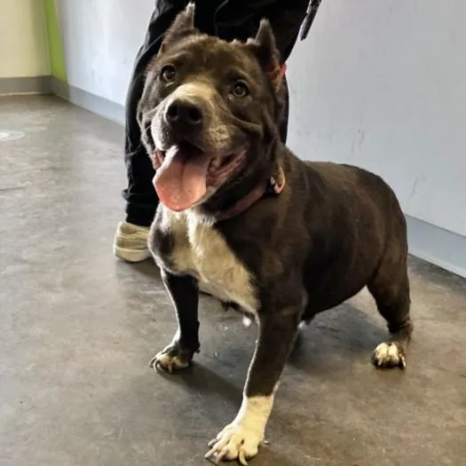 An adult large-sized female Pit Bull Terrier dog named Annabelle for adoption in Los Angeles, CA