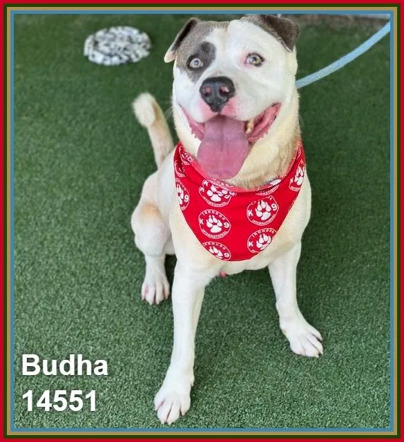 Budha thumbnail 2