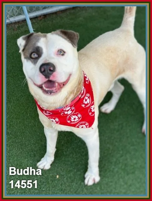 Budha thumbnail 3