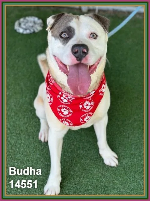 Budha thumbnail 4