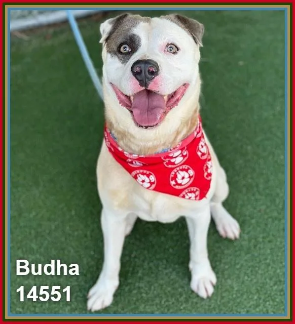 Budha thumbnail 5