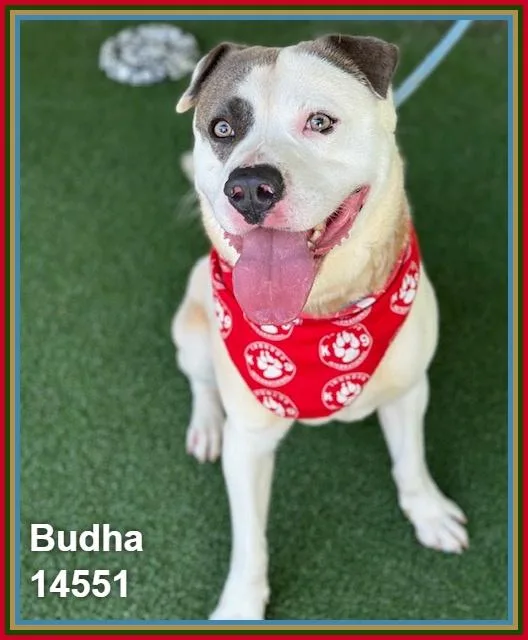Budha thumbnail 6
