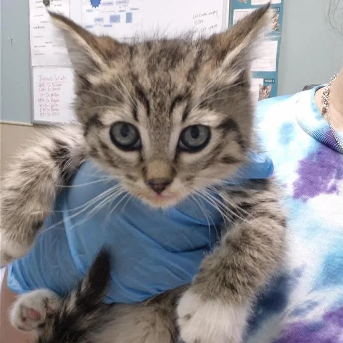 A baby small-sized male Brown / Chocolate Domestic Short Hair cat named Aang for adoption in Tacoma, WA