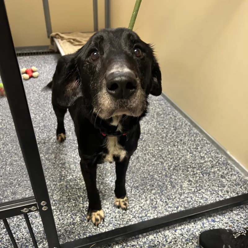 A senior medium-sized male Black Black Labrador Retriever dog named Tiller for adoption in Binghamton, NY